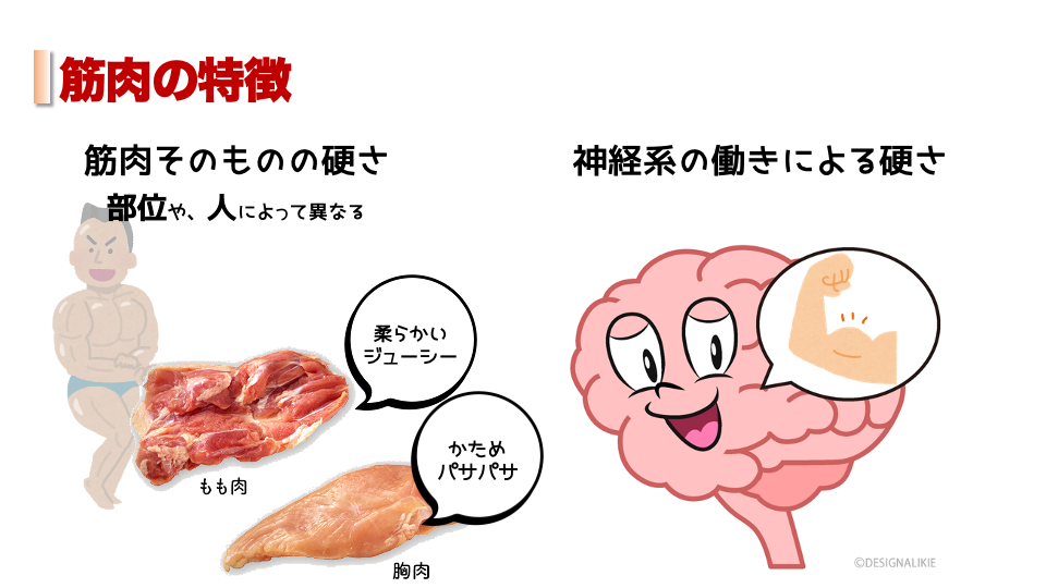 筋肉の特性