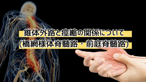 【リハビリ】網様体脊髄路、前庭脊髄路と痙縮の関係は？