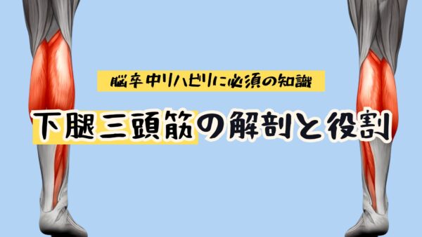 【リハビリ】下腿三頭筋の解剖と役割