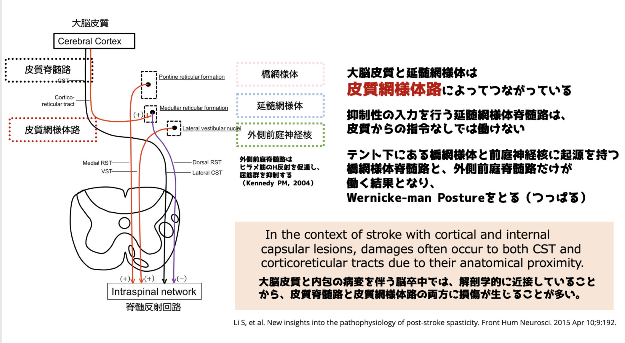 どこよりもわかりやすい!網様体脊髄路と痙縮の関係について解説!|脳梗塞リハビリActive豊橋