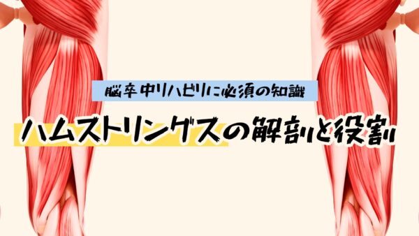 【リハビリ】ハムストリングスの解剖と役割