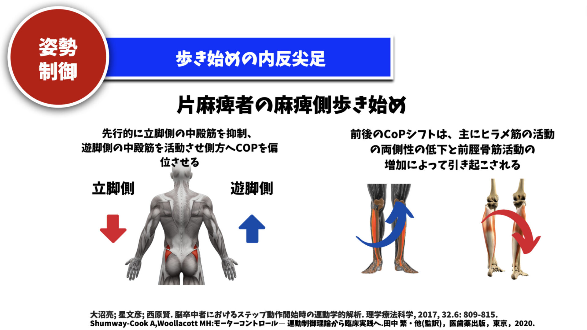 どこよりもわかりやすく!予測的姿勢制御について解説!|脳梗塞リハビリActive豊橋