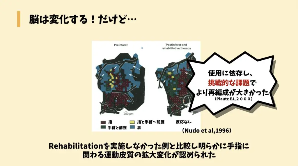 神経科学の最前線とリハビリテーション―脳の可塑性と運動 | 里宇