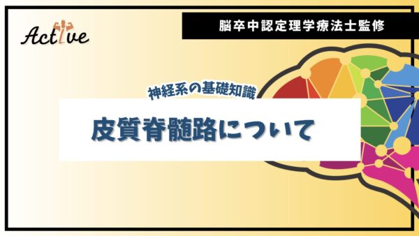 【2024年最新版】皮質脊髄路とは？脳卒中認定理学療法士が解説！