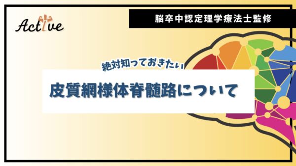 【必見】脳卒中リハビリに重要な役割を果たす皮質網様体脊髄路（CRT）：解剖学と神経生理学の完全ガイド