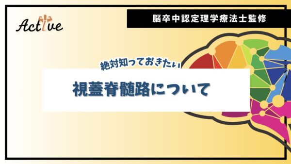 【新人理学療法士必見】視蓋脊髄路の役割と仕組みについて徹底解説