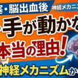 脳梗塞・脳出血後に腕・手が動かない本当の理由｜豊橋の理学療法士が神経メカニズムから解説