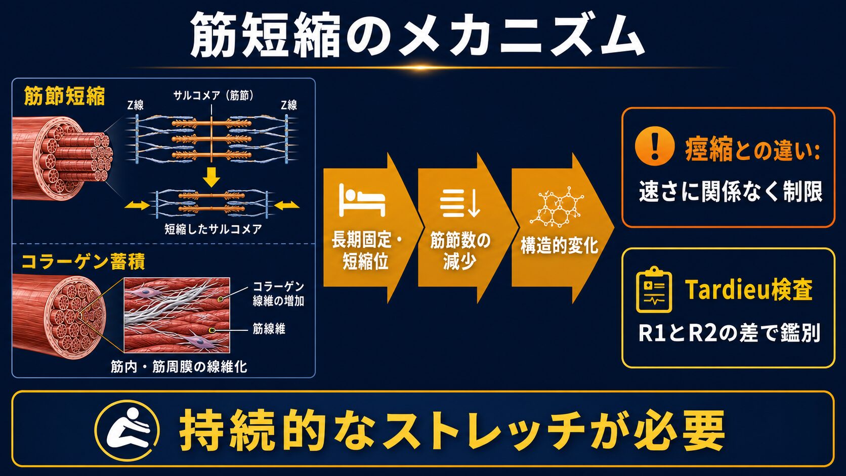 筋短縮のメカニズム：サルコメア減少とコラーゲン線維の蓄積