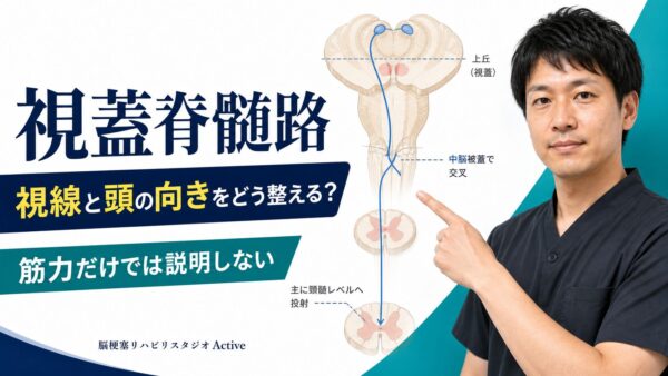 視蓋脊髄路とは何か｜脳卒中後の視線と頭の向きを評価から考える