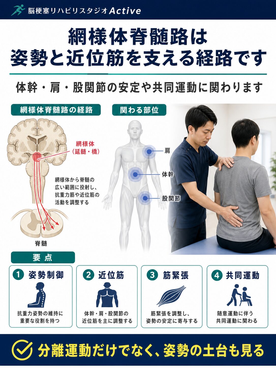 網様体脊髄路を脳卒中リハビリで解説する図解スライド1