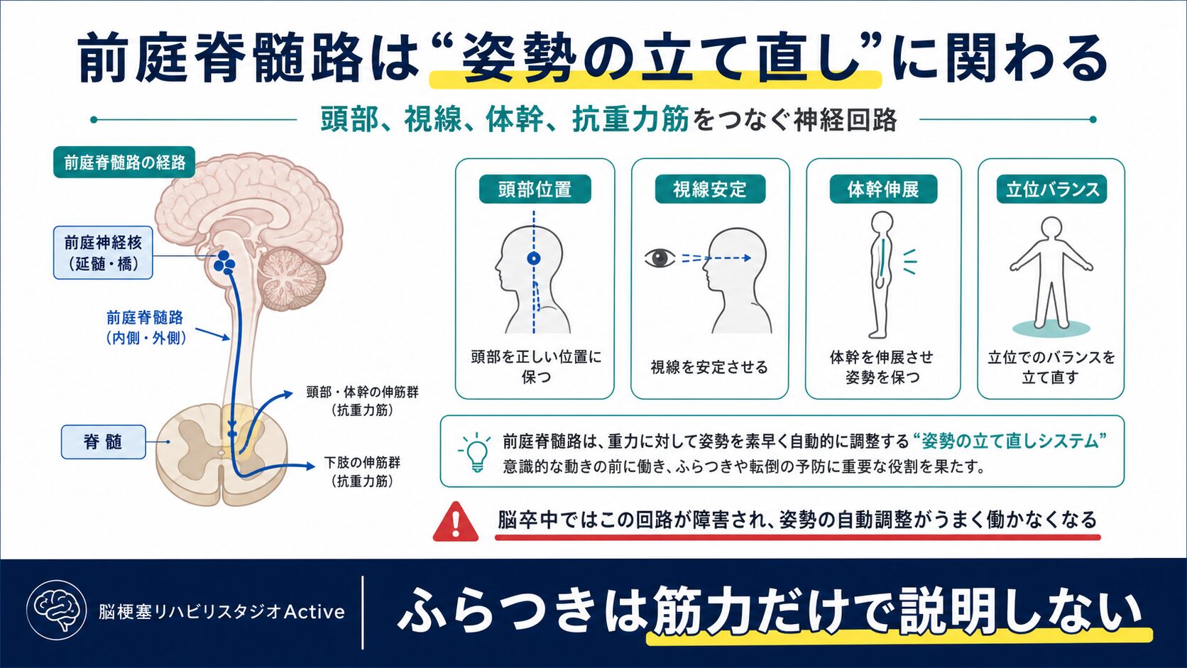 前庭脊髄路を脳卒中リハビリで解説する図解スライド1