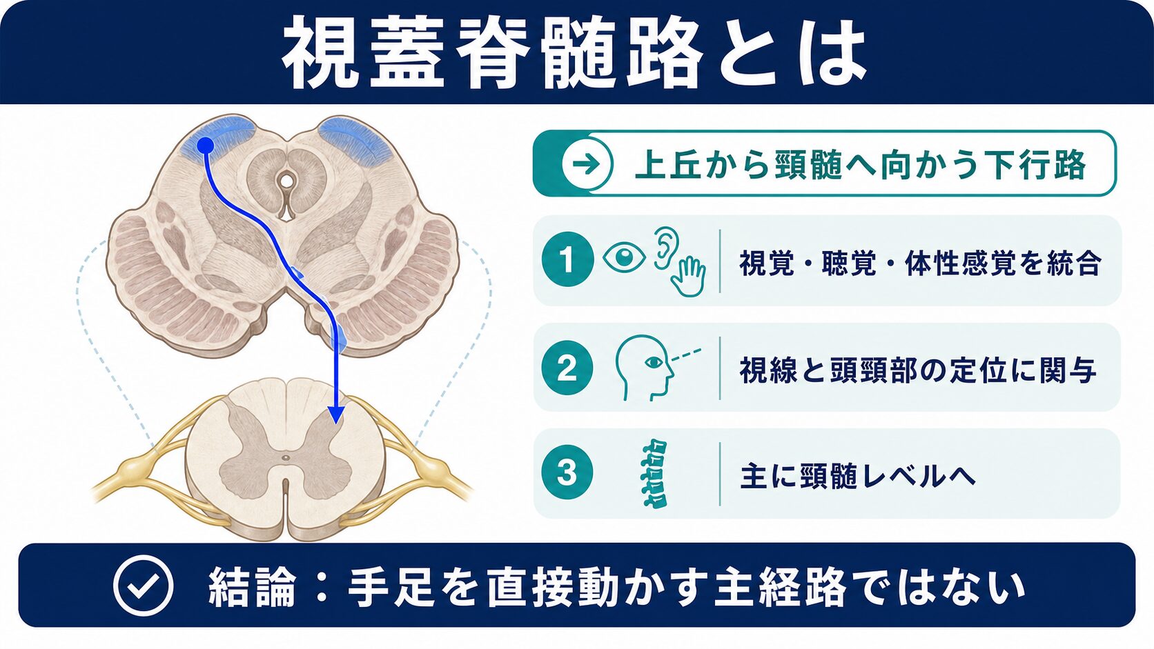 視蓋脊髄路が上丘から主に頸髄へ向かい視線と頭頸部の定位に関わることを示す図解