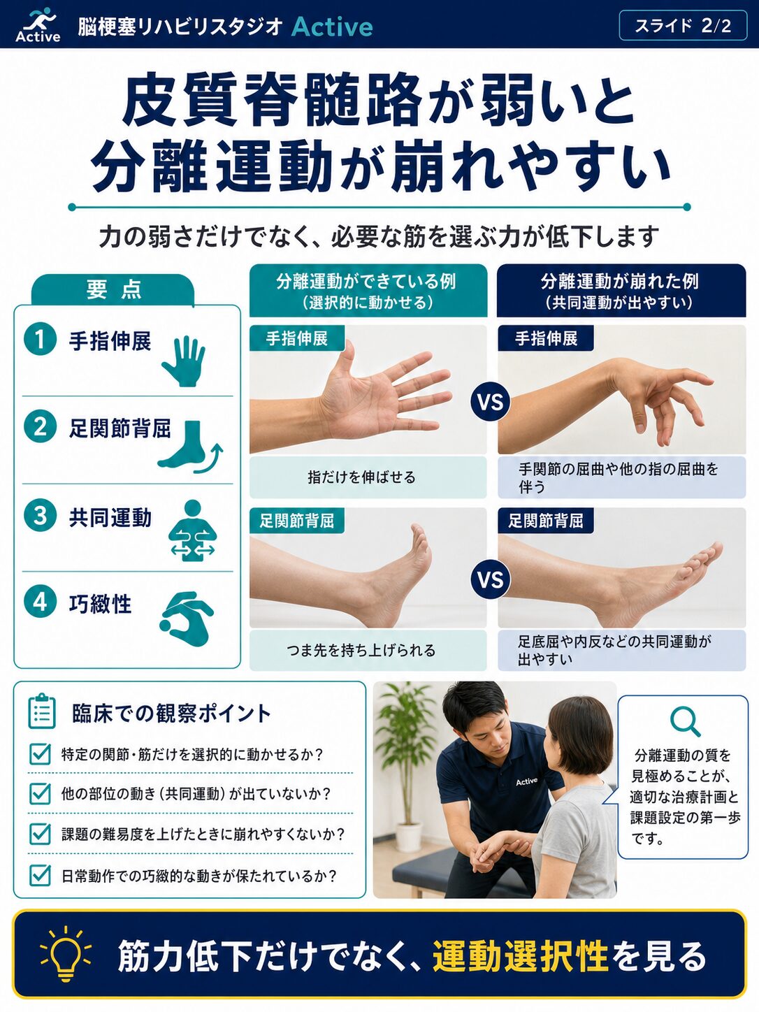 皮質脊髄路を脳卒中リハビリで解説する図解スライド2