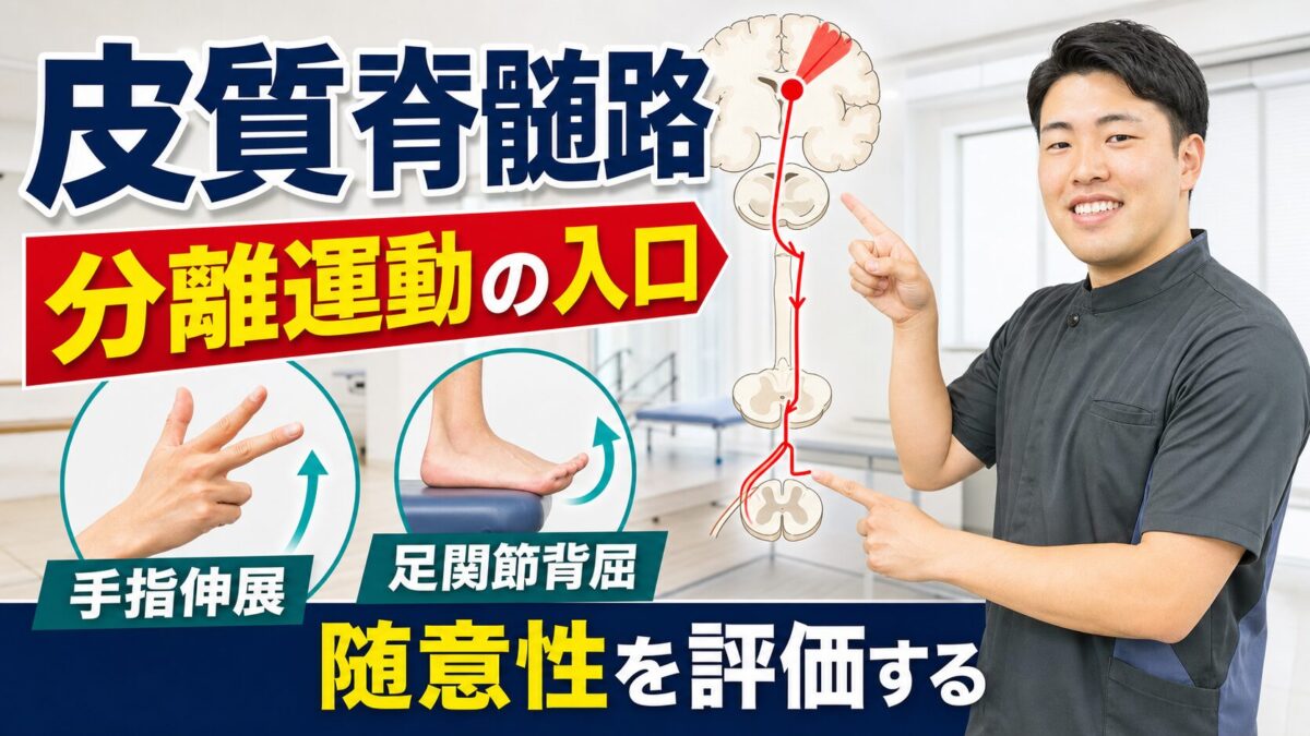 皮質脊髄路を分離運動と随意性評価の入口として解説するサムネイル