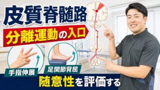 皮質脊髄路とは何か｜脳卒中リハビリで分離運動を考える入口