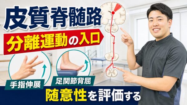 皮質脊髄路とは何か｜脳卒中リハビリで分離運動を考える入口