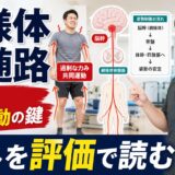 網様体脊髄路を姿勢制御と共同運動の鍵として解説するサムネイル