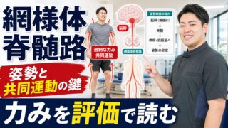 網様体脊髄路とは何か|脳卒中後の姿勢制御と共同運動を考える