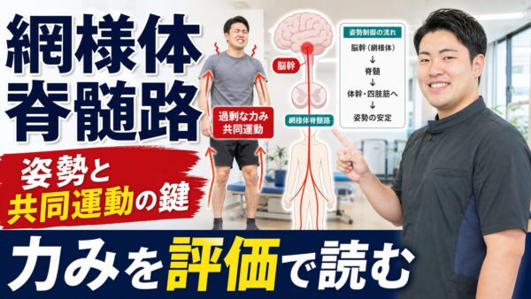 網様体脊髄路とは何か｜脳卒中後の姿勢制御と共同運動を考える