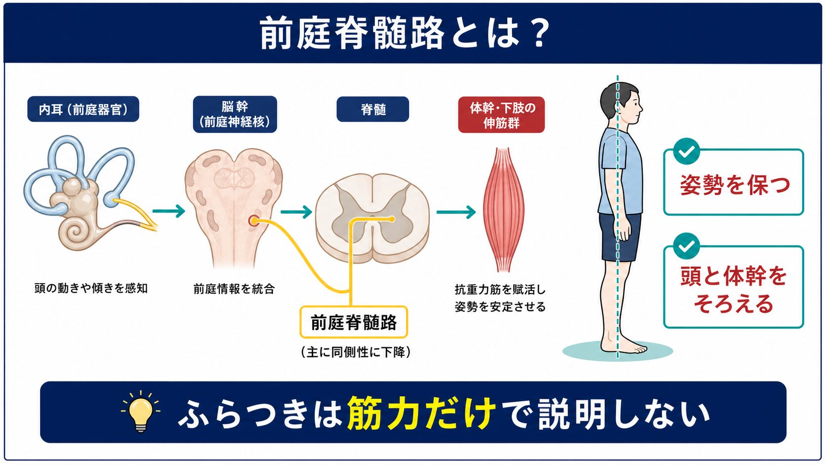 前庭脊髄路が内耳、脳幹、脊髄、抗重力筋をつなぐことを示す図解