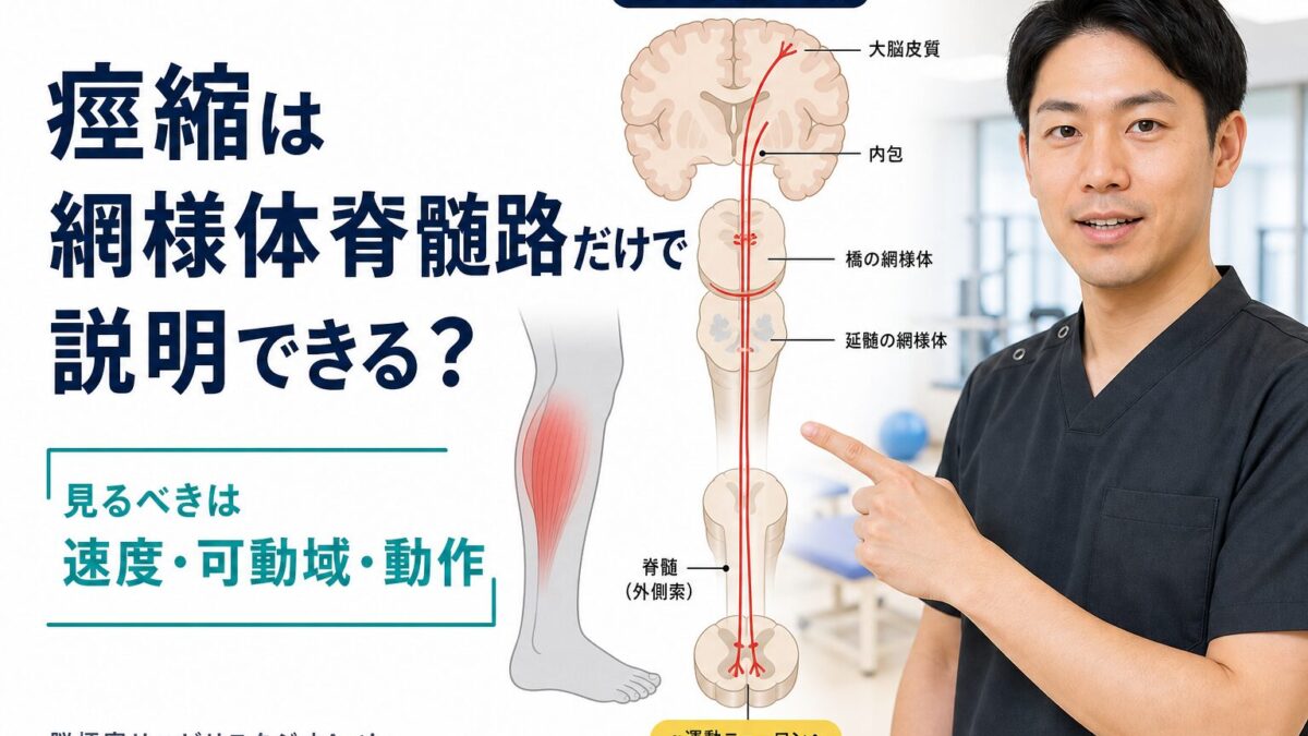網様体脊髄路と痙縮を評価から考える脳卒中リハビリのサムネイル