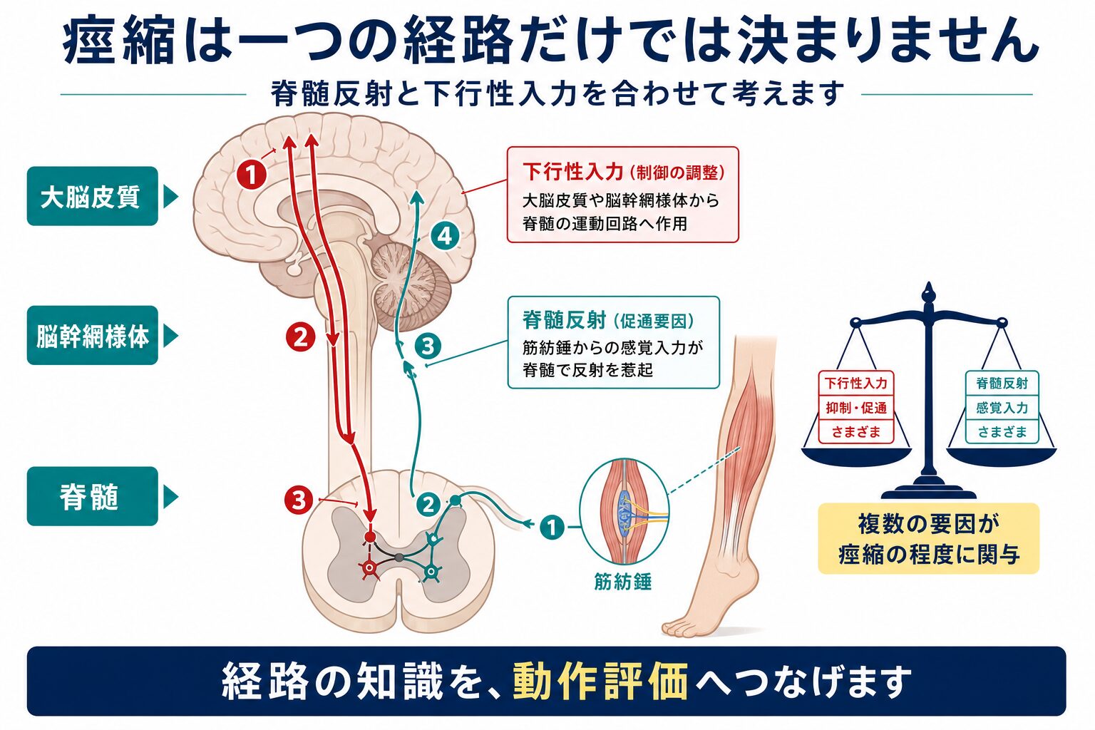 痙縮に関わる脊髄反射と下行性入力を示す図
