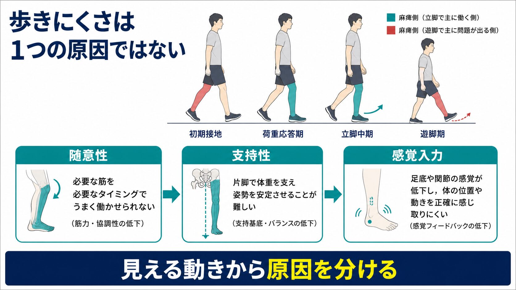 脳卒中後の歩きにくさを随意性、支持性、感覚入力に分けて考える図解