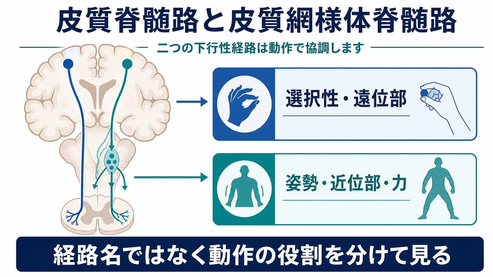 皮質脊髄路と皮質網様体脊髄路の役割を比較する脳卒中リハビリ図解
